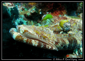 Kiss me !!! (Cimbacephalu beauforti) by Raoul Caprez 